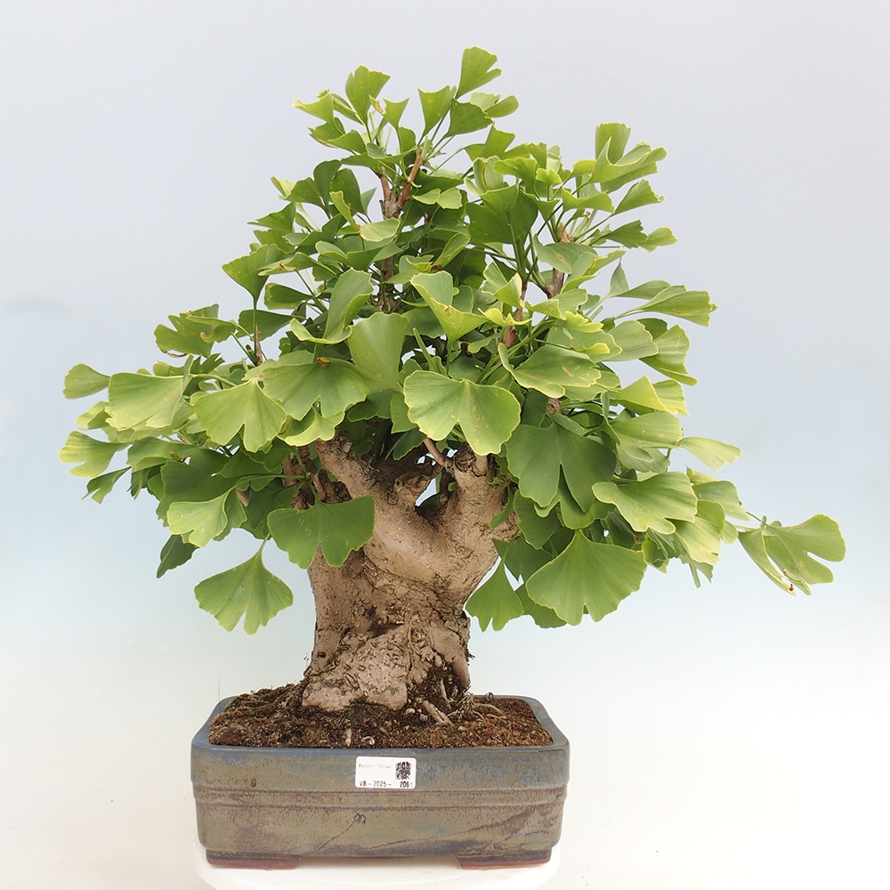 Venkovní bonsai - Jinan dvoulaločný - Ginkgo biloba
