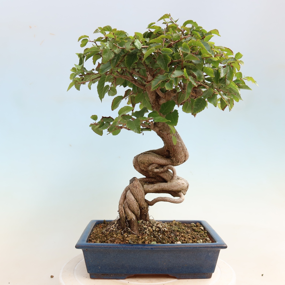 Venkovní bonsai -Carpinus CARPINOIDES - Habr korejský