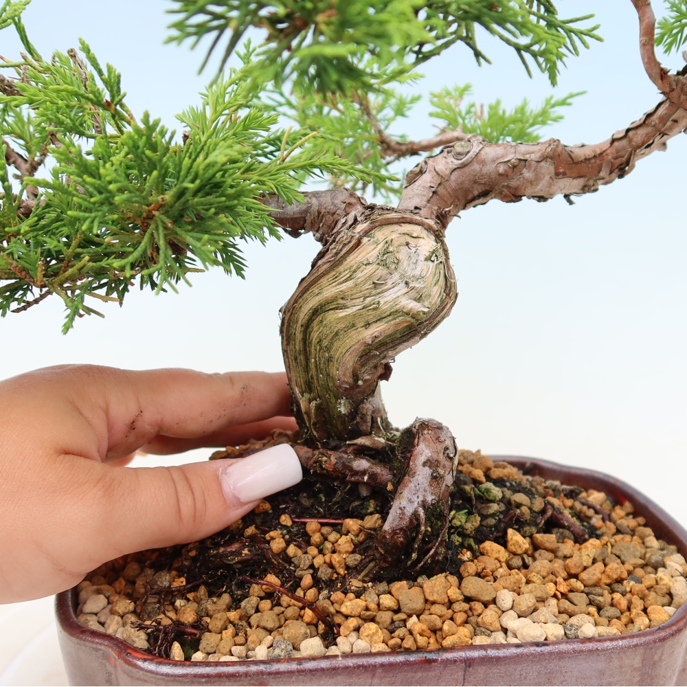 Venkovní bonsai - Juniperus chinensis Itoigawa -Jalovec čínský