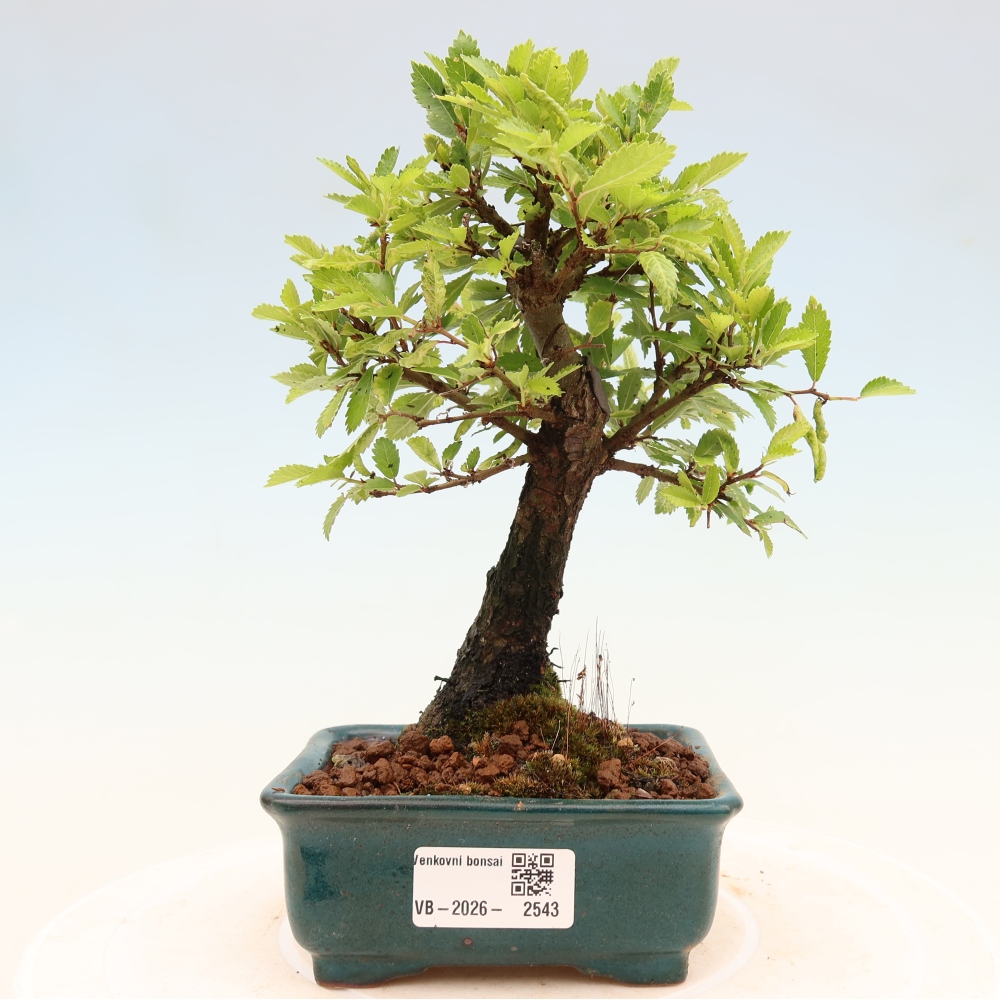 Venkovní bonsai - Zelkova - Zelkova NIRE