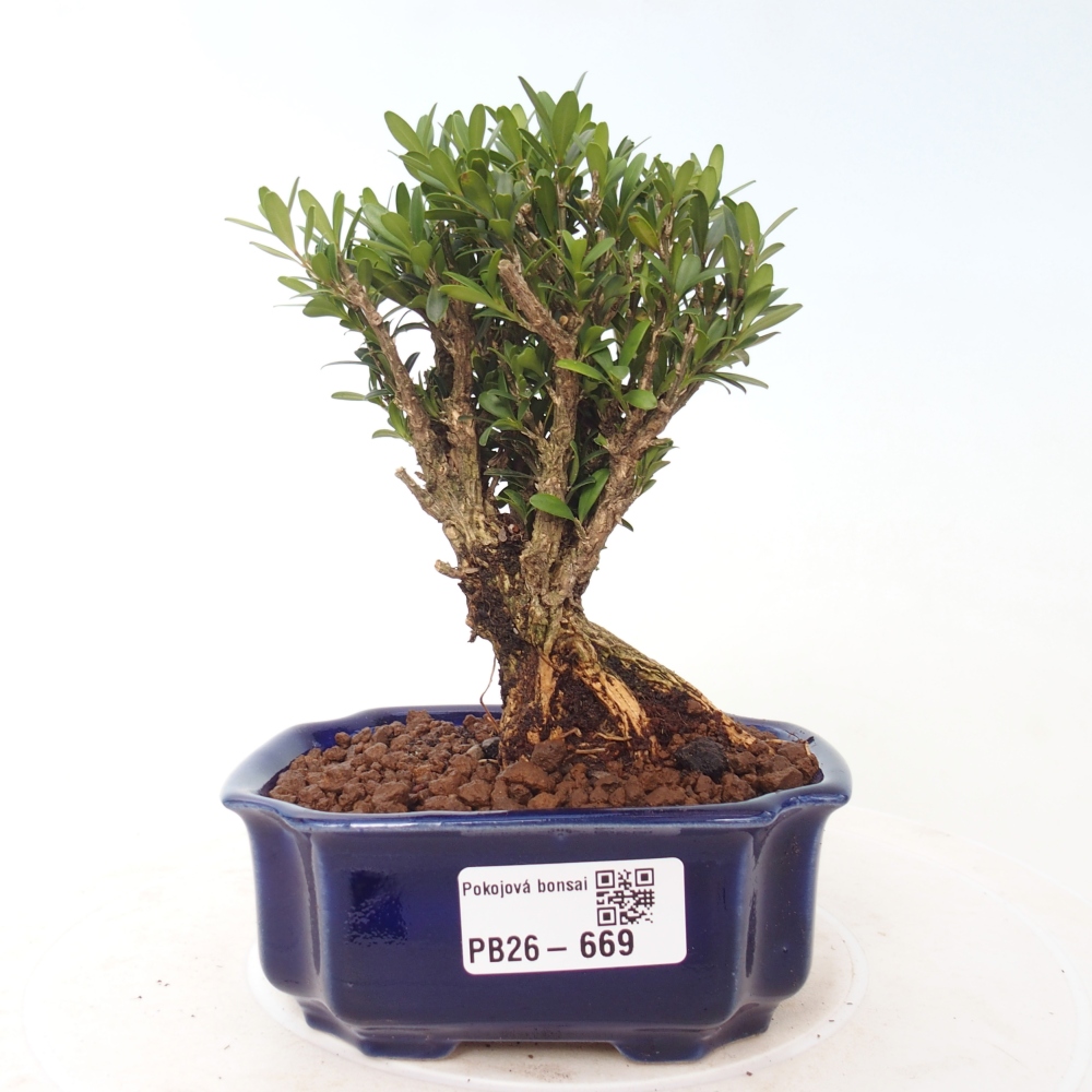 Pokojová bonsai - Buxus harlandii -korkový buxus