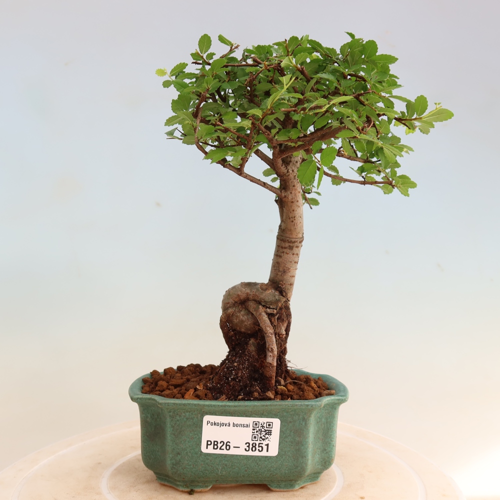 Pokojová bonsai - Ulmus parvifolia - Malolistý jilm
