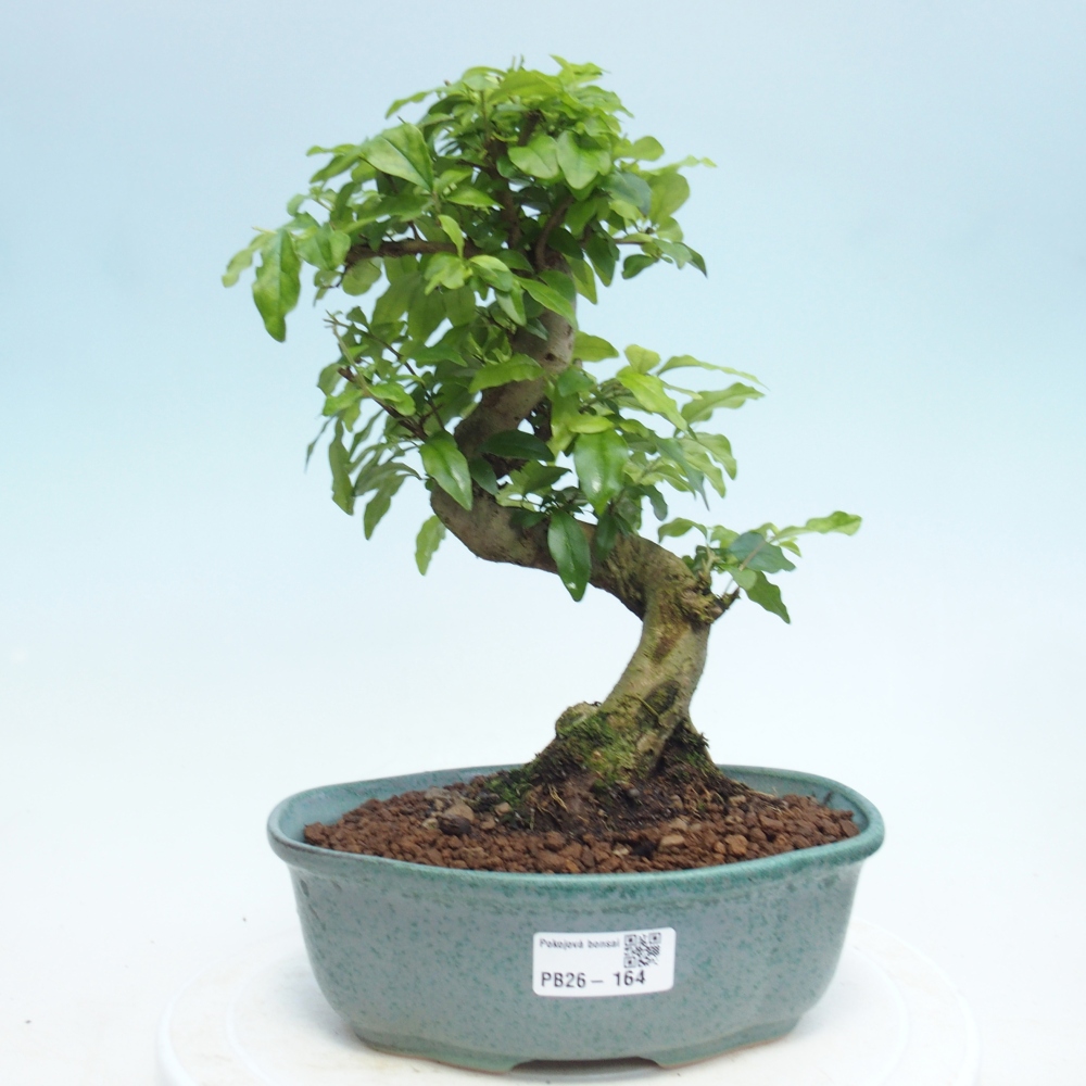 Pokojová bonsai -Ligustrum retusa - malolistý ptačí zob