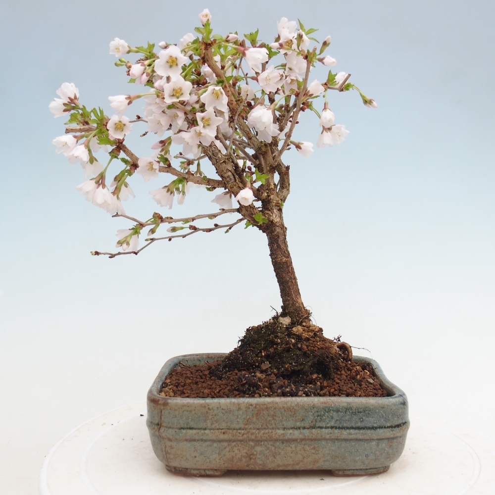 Venkovní bonsai - Prunus incisa Kojou-no mai-Slivoň vyříznutá