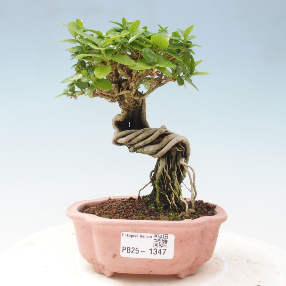 Pokojová bonsai - Premna serratifolia  - Kozlovoň malolistá