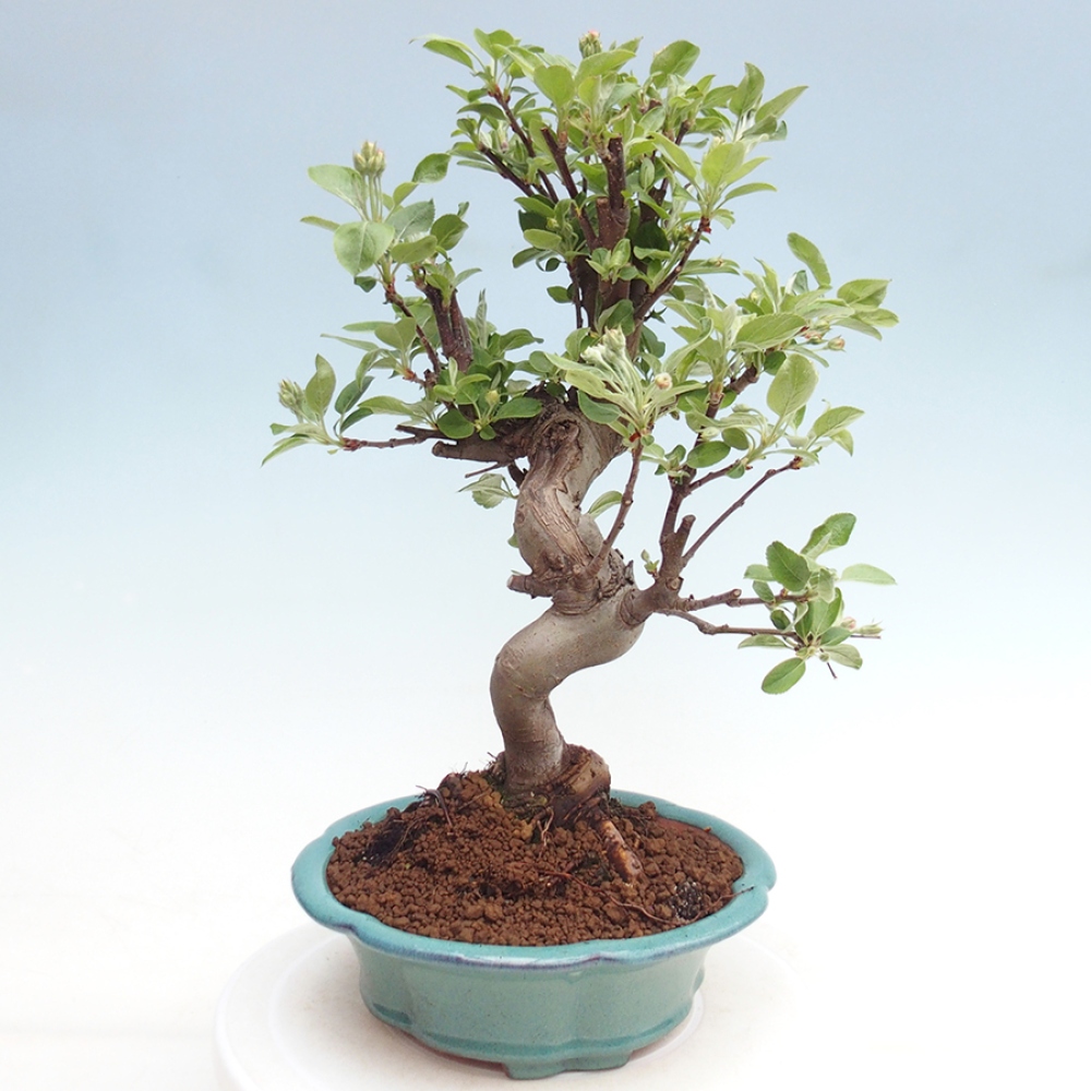 Venkovní bonsai -Malus halliana - Maloplodá jabloň