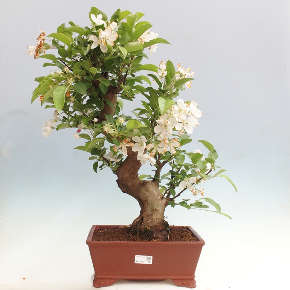 Venkovní bonsai -Malus halliana - Maloplodá jabloň