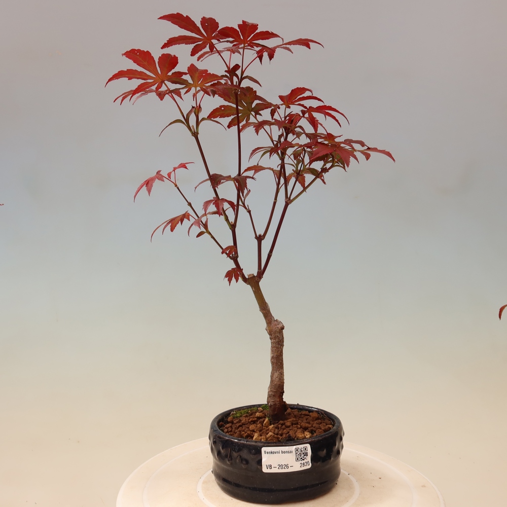 Venkovní bonsai - Acer palm. Atropurpureum-Javor dlanitolistý