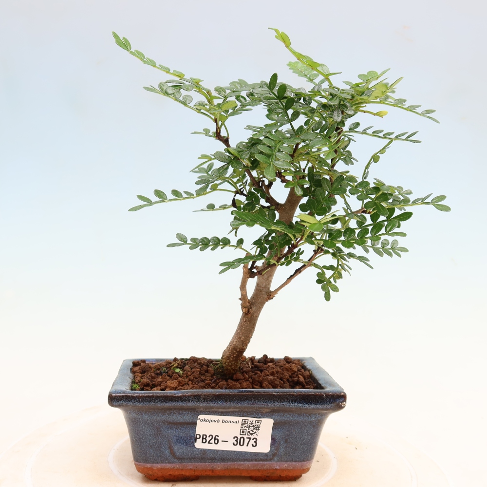 Pokojová bonsai - Zantoxylum piperitum - pepřovník