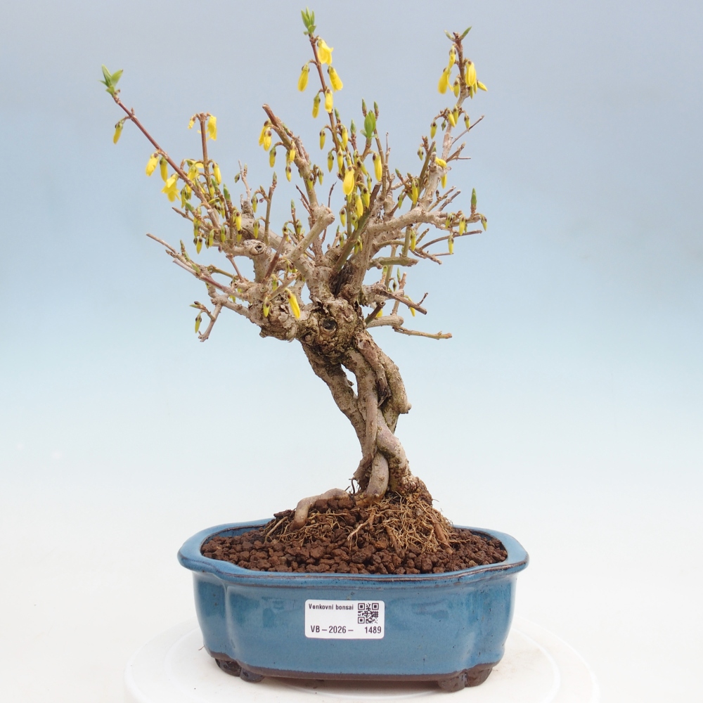 Venkovní bonsai - Zlatice - Forsythia koreana