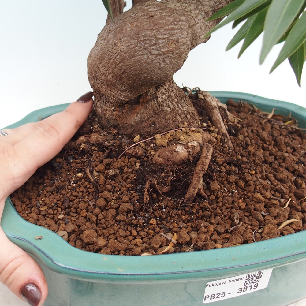 Pokojová bonsai - Ficus nerifolia -  malolistý fíkus