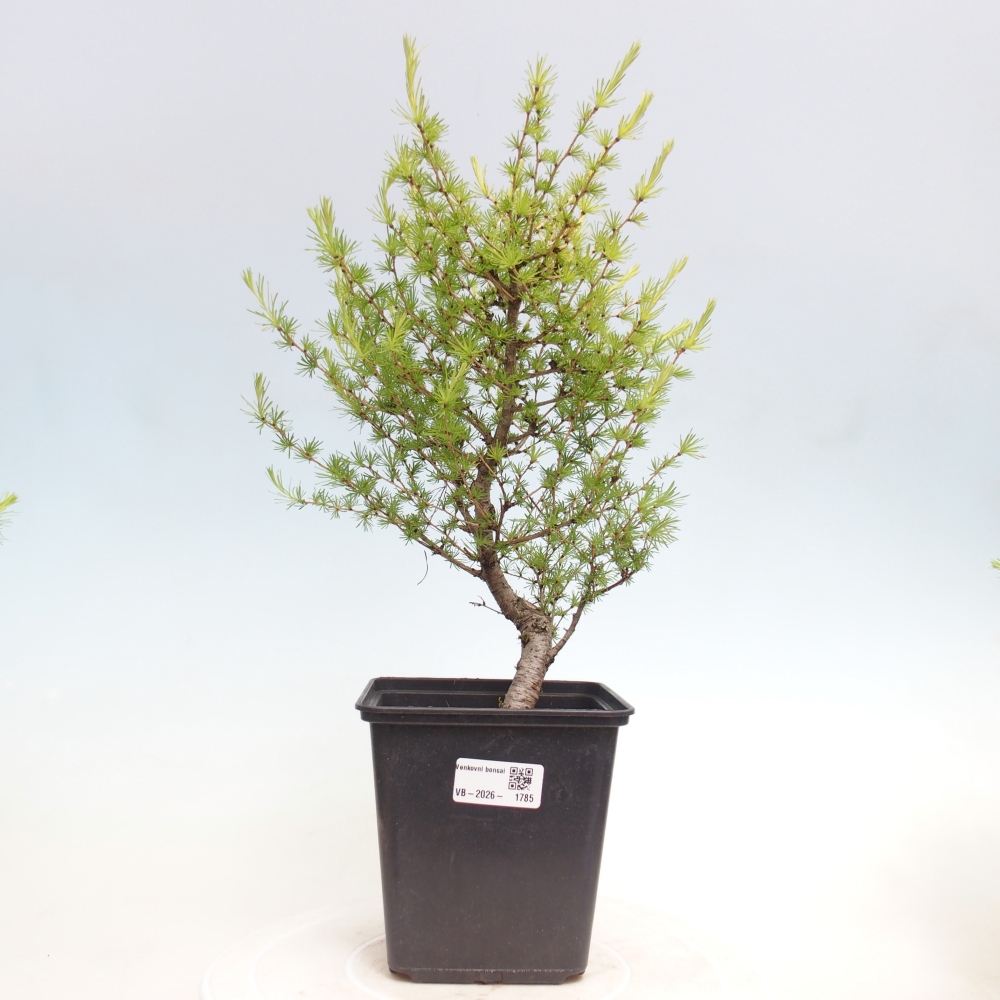 Venkovní bonsai -Larix decidua - Modřín opadavý 