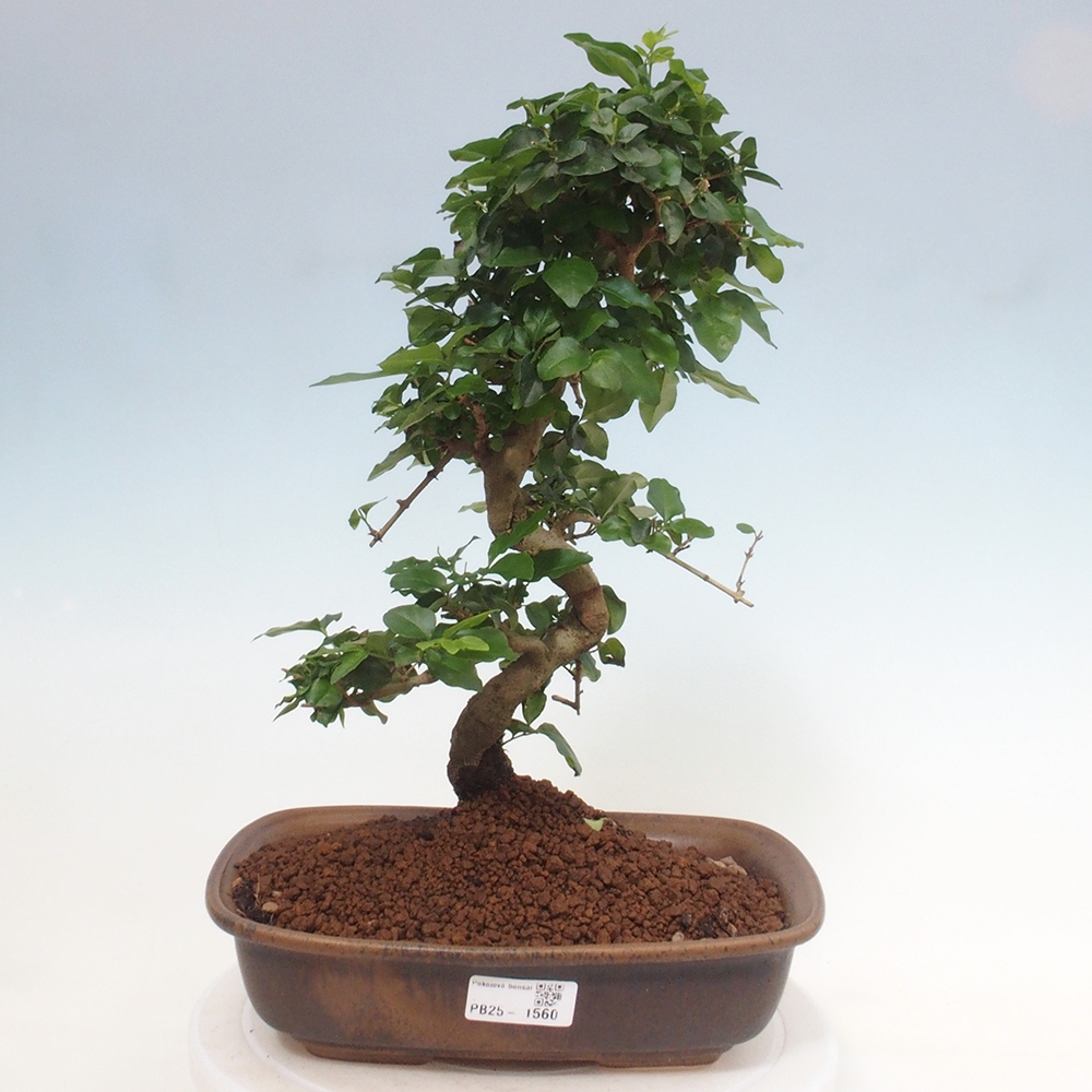 Pokojová bonsai -Ligustrum chinensis - Ptačí zob