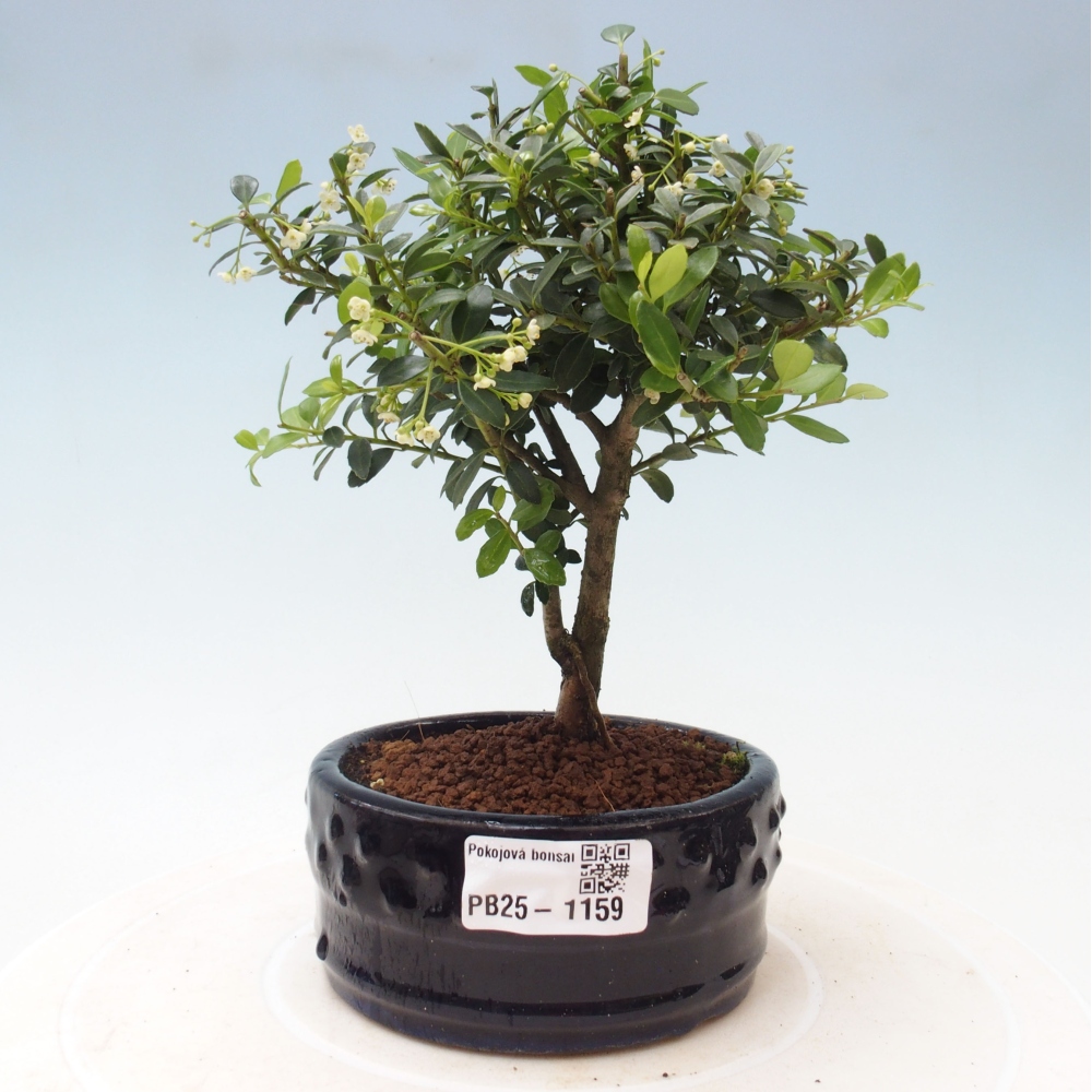 Pokojová bonsai - Ilex crenata - Cesmína