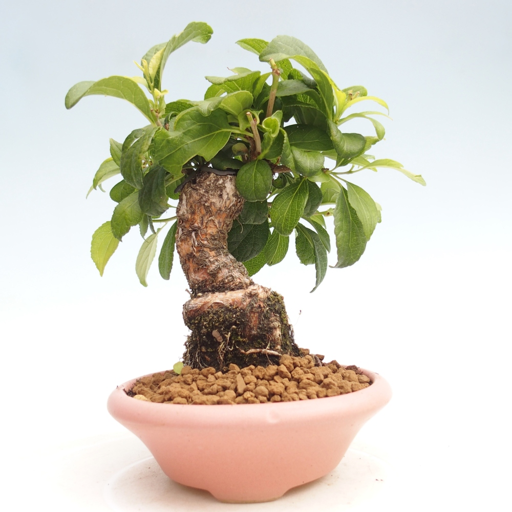 Venkovní bonsai - Celastrus  orbiculatus - Jesenec okrouhlolistý