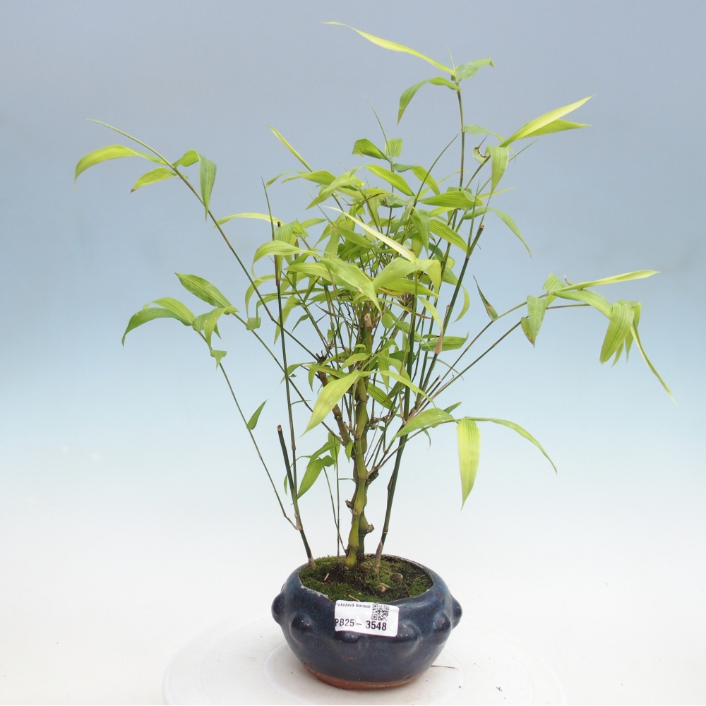 Pokojová bonsai - Bambus budha-Bambus budhovo břicho