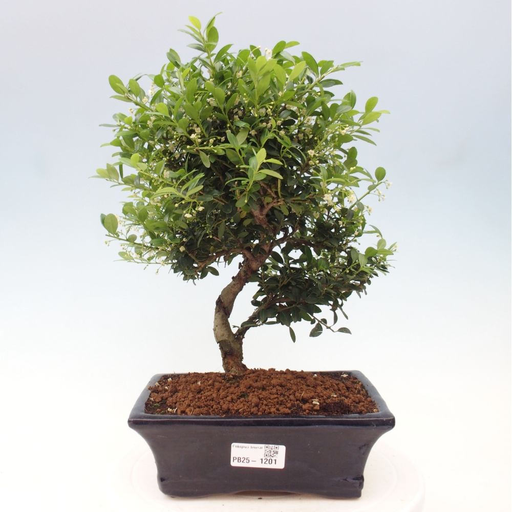 Pokojová bonsai - Ilex crenata - Cesmína