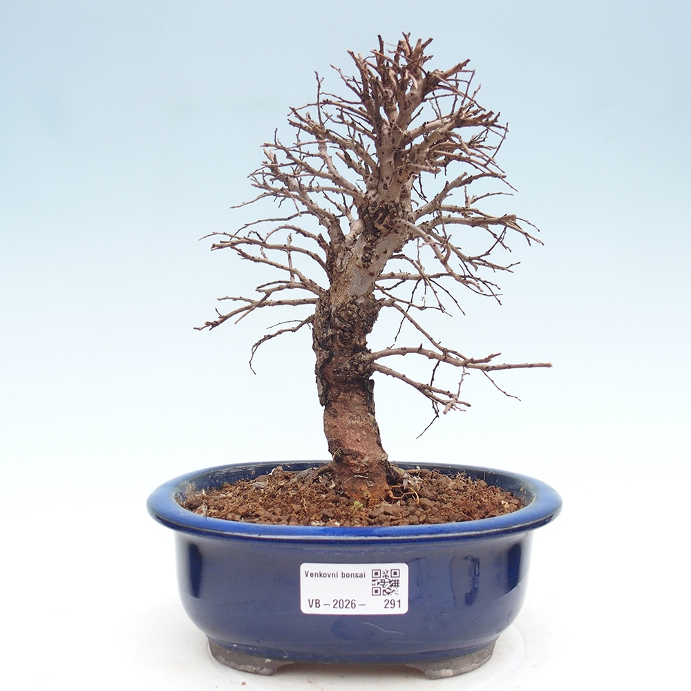 Venkovní bonsai - Zelkova - Zelkova NIRE