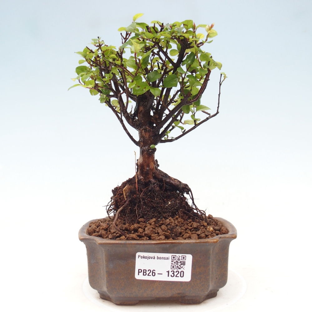 Pokojová bonsai - Sagerécie thea - Sagerécie thea