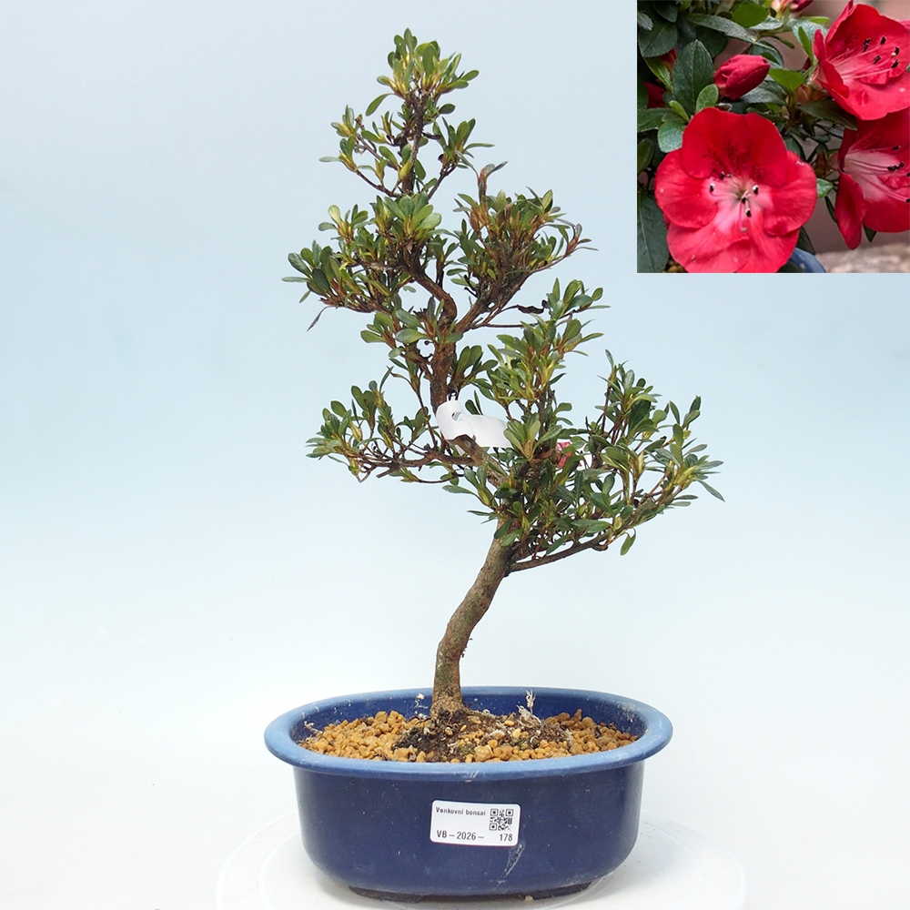 Venkovní bonsai - Japonská azalka - Azalea Benibeni