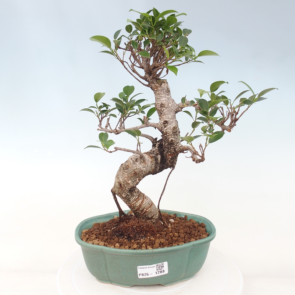 Pokojová bonsai - Ficus retusa -  malolistý fíkus