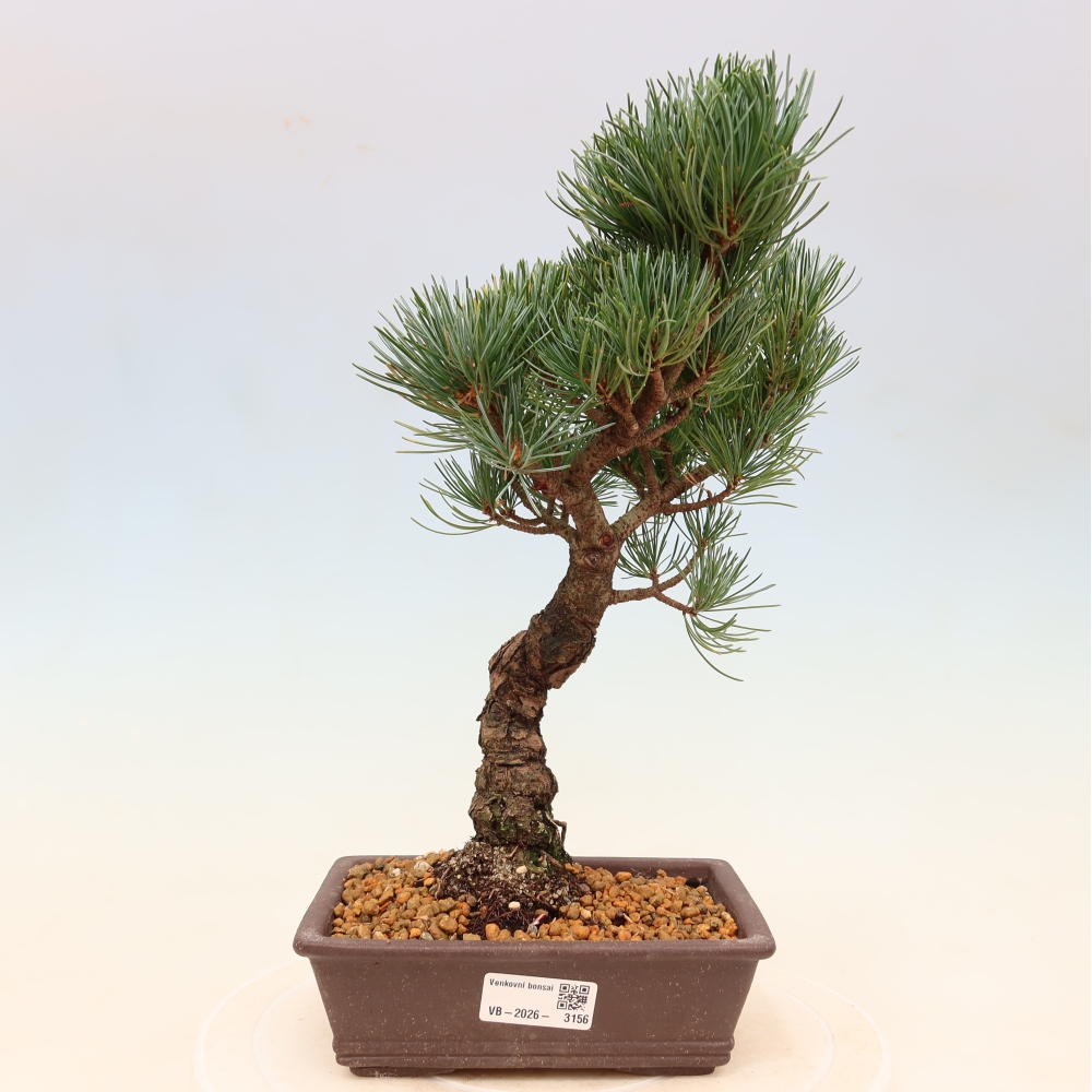 Venkovní bonsai - Pinus parviflora - Borovice drobnokvětá