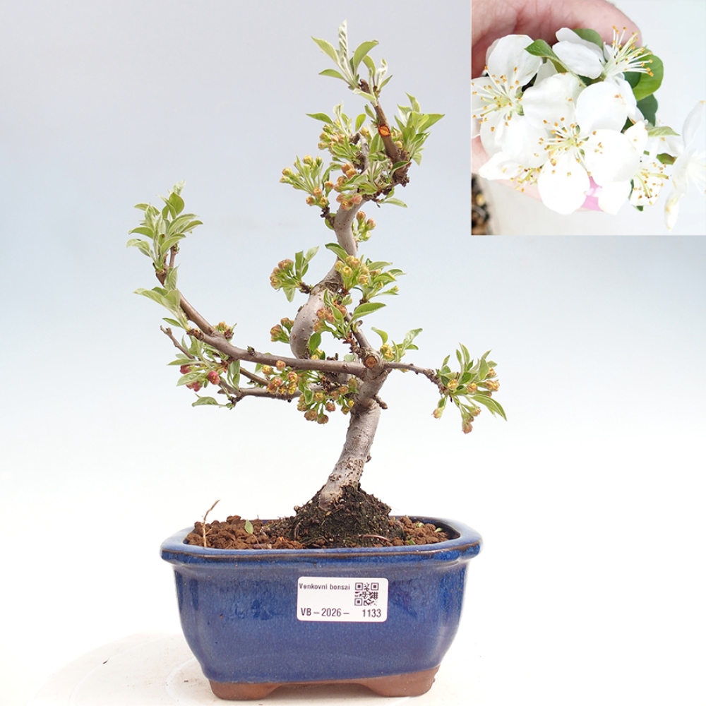 Venkovní bonsai - Malus sargentii -  Maloplodá jabloň