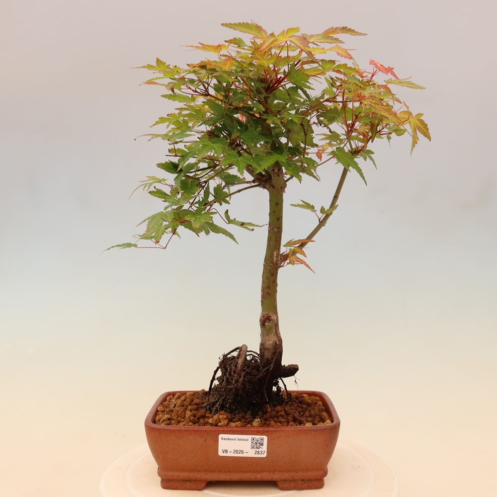 Javor dlanitolistý - Acer palmatum Beni Tsukasa