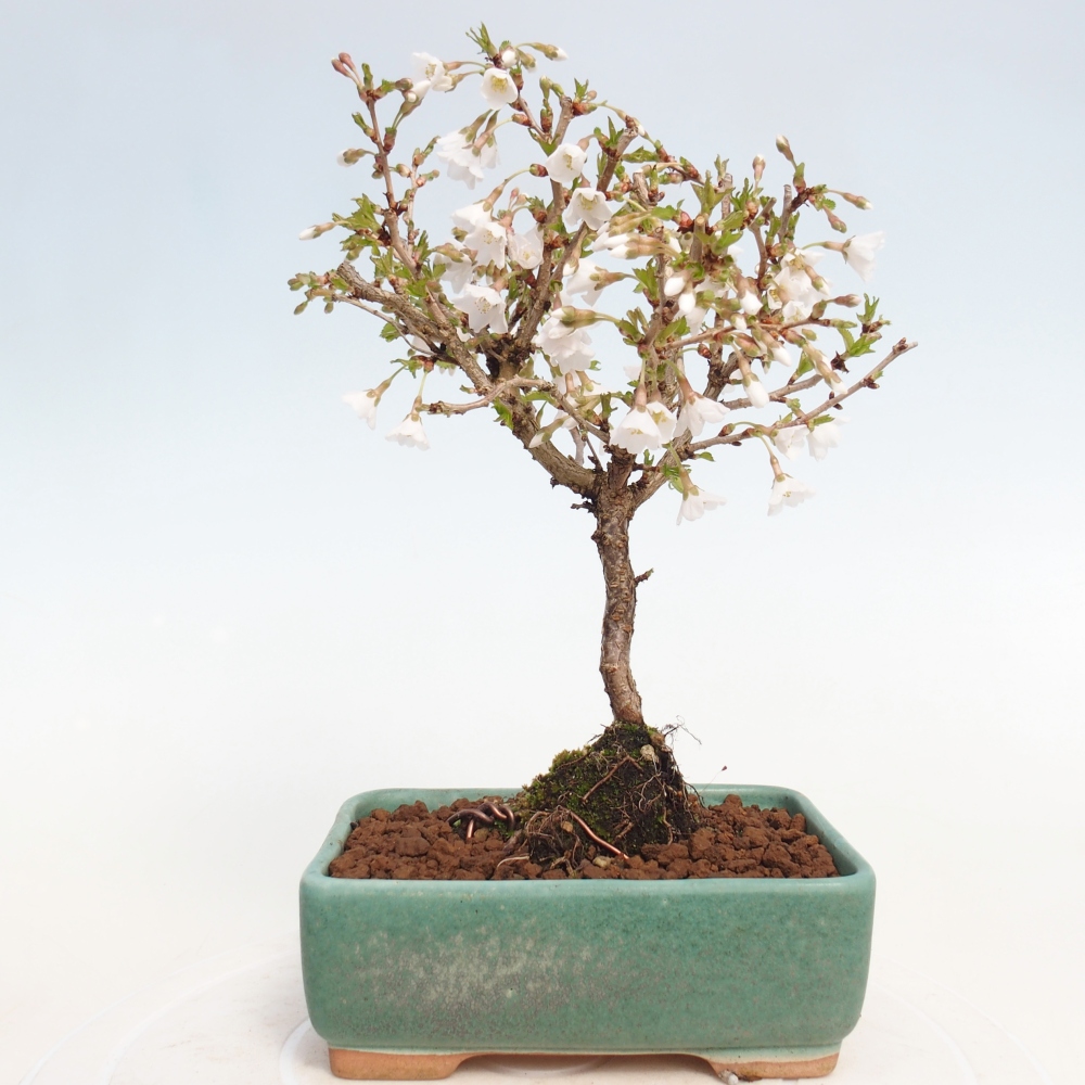 Venkovní bonsai - Prunus incisa Kojou-no mai-Slivoň vyříznutá