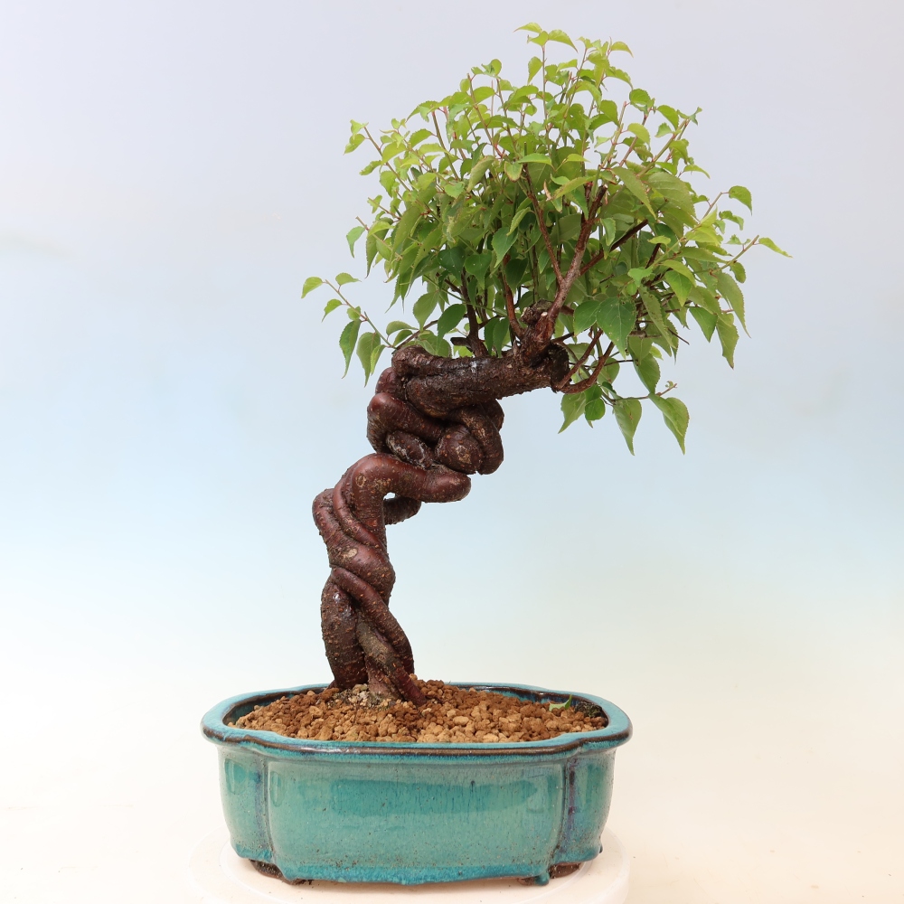 Venkovní bonsai -Japonská meruňka - Prunus Mume