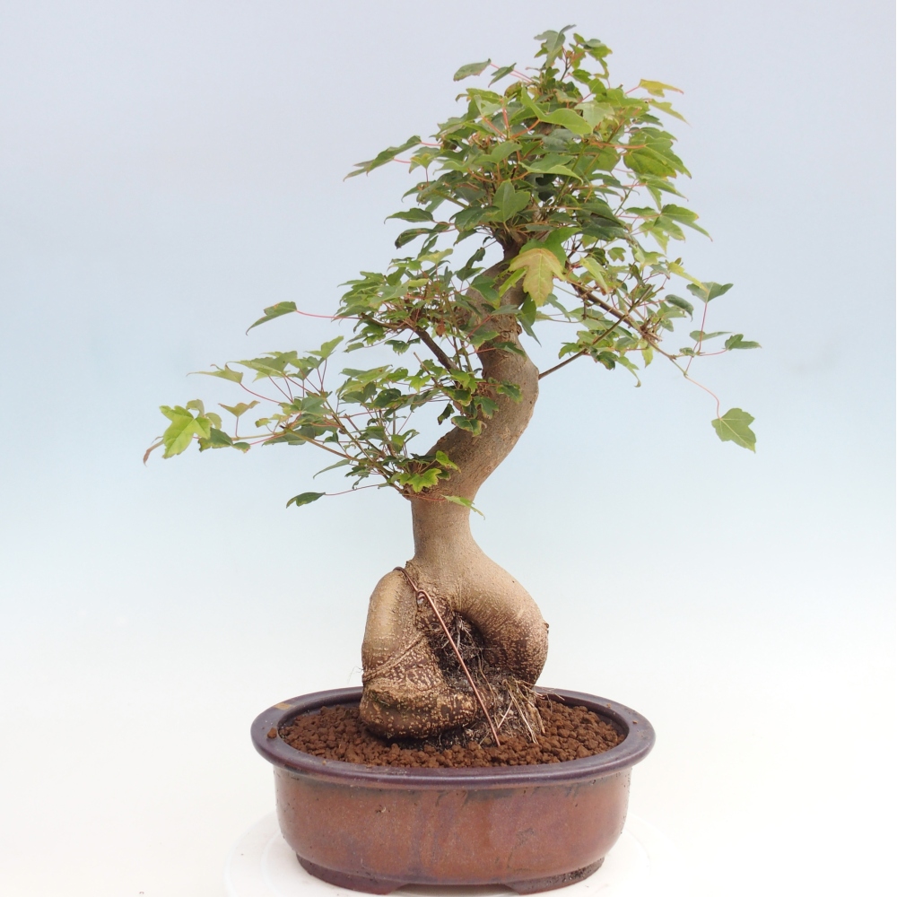 Venkovní bonsai - Acer Buergerianum - Javor Burgerův