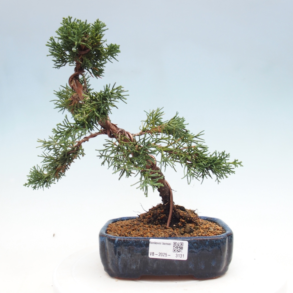 Venkovní bonsai - Juniperus chinensis Kishu -Jalovec čínský