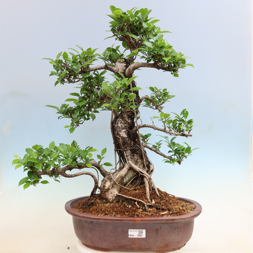Pokojová bonsai - Ficus kimmen -  malolistý fíkus