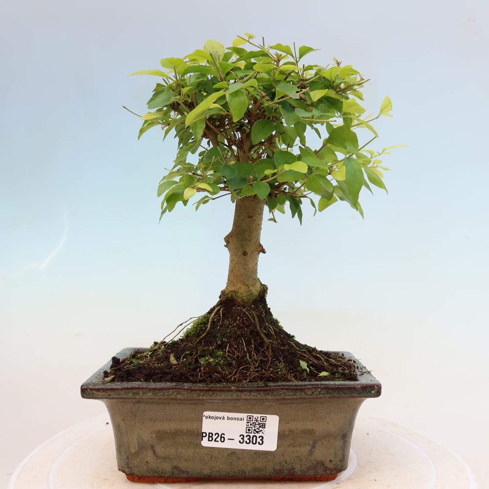 Pokojová bonsai -Ligustrum chinensis - Ptačí zob