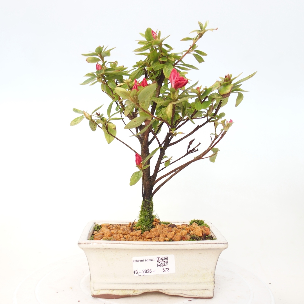 Venkovní bonsai - Japonská azalka - Azalea sp.
