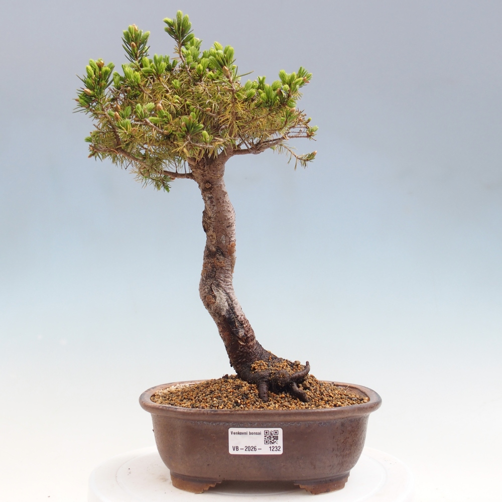 Venkovní bonsai- Smrk kulovitý - Picea glauca globe