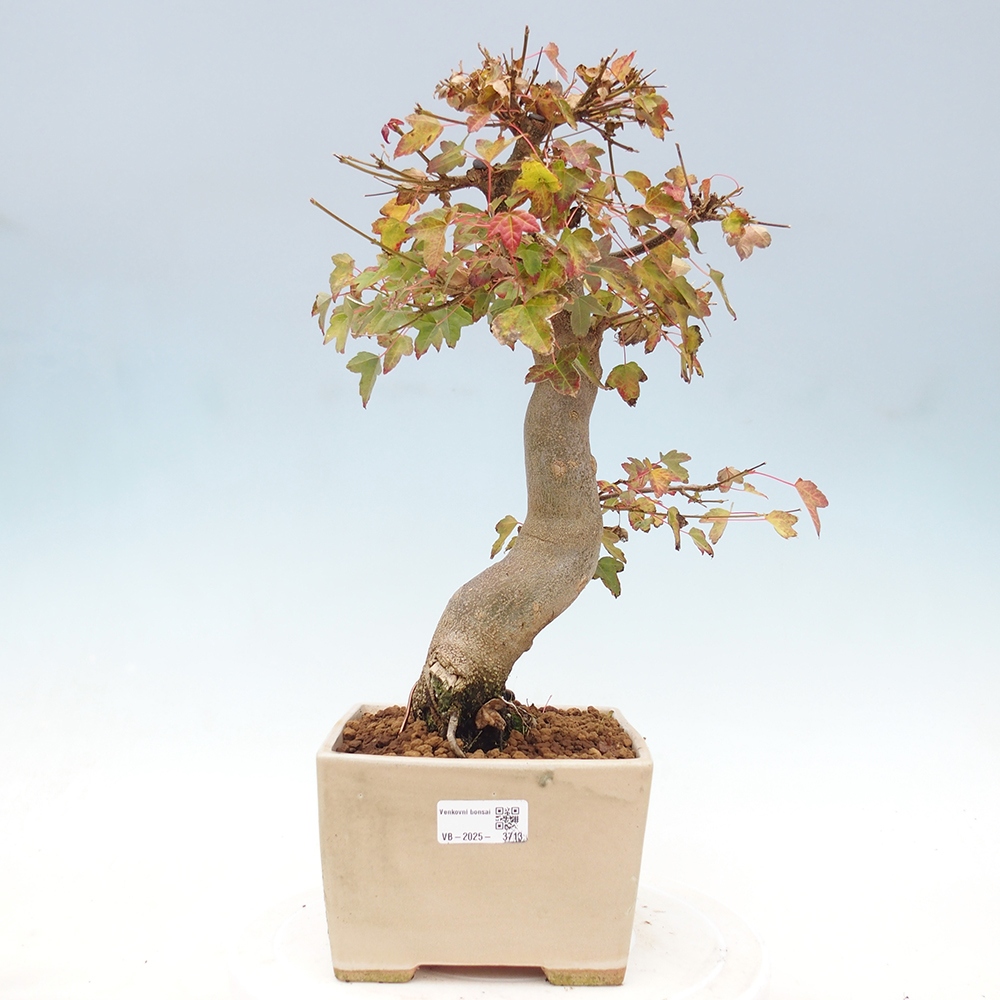 Venkovní bonsai - Acer Buergerianum - Javor Burgerův