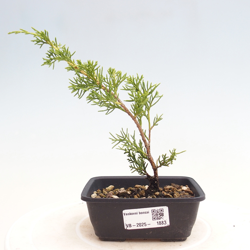 Venkovní bonsai - Juniperus chinensis Itoigawa -Jalovec čínský