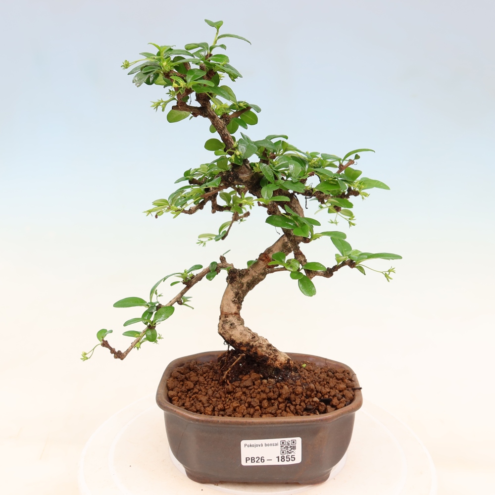 Pokojová bonsai - Carmona macrophylla - Čaj fuki