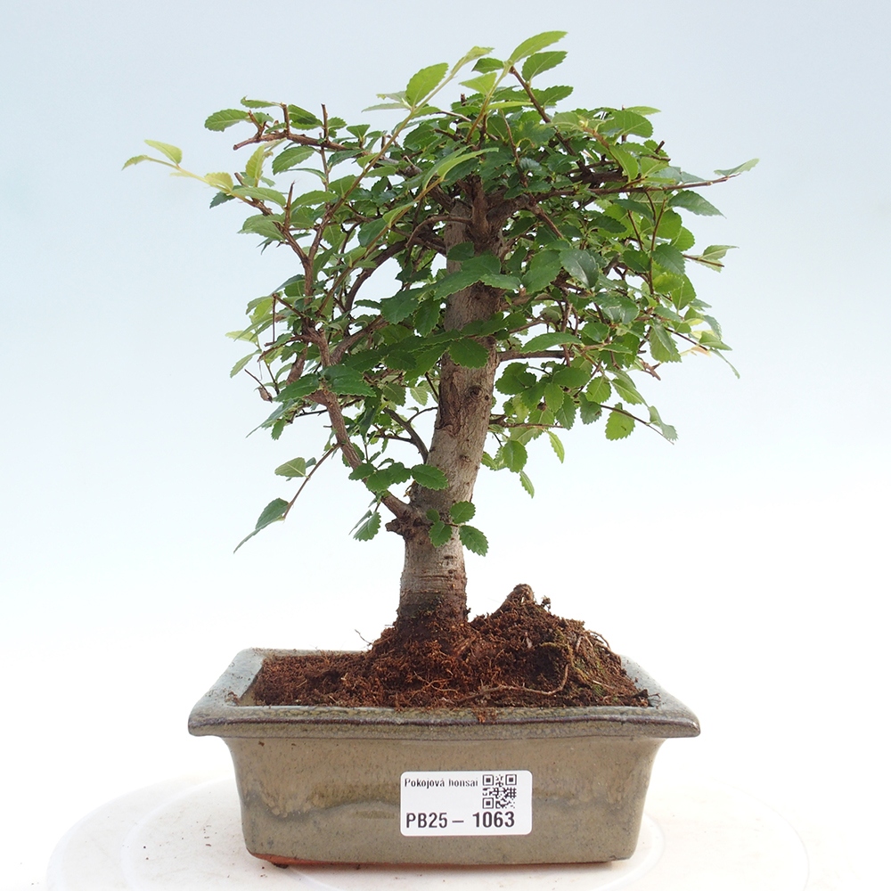 Pokojová bonsai - Ulmus parvifolia - Malolistý jilm