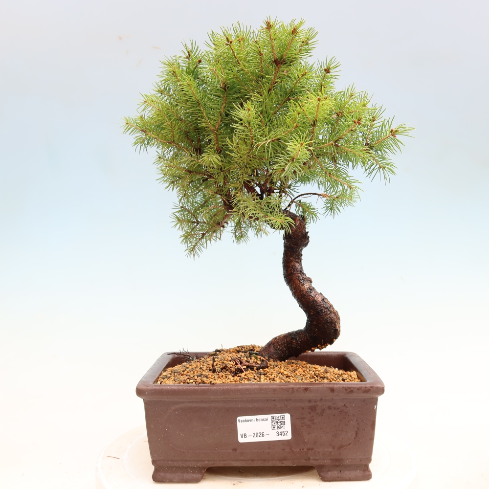 Venkovní bonsai- Smrk sivý - Picea glauca globe