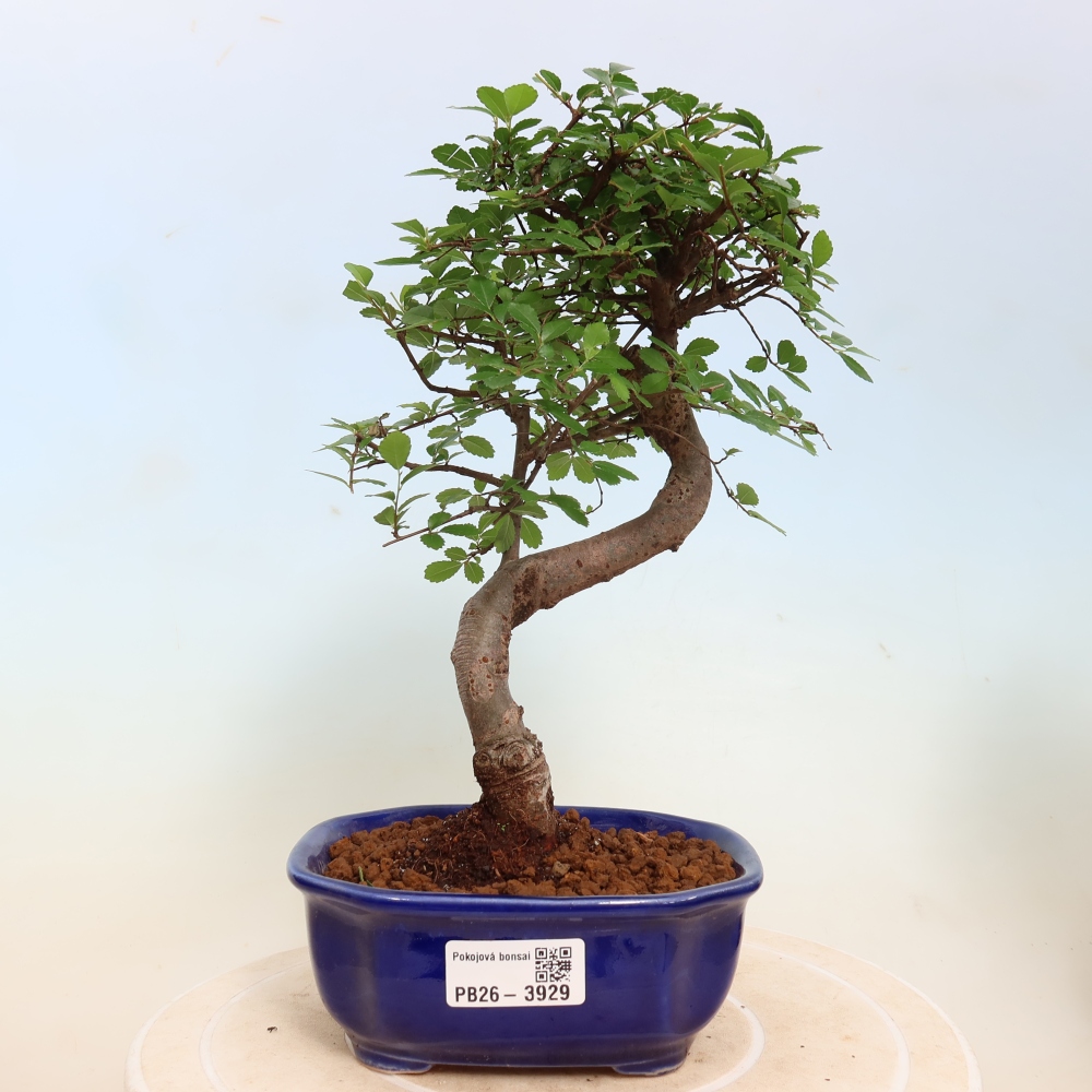 Pokojová bonsai - Ulmus parvifolia - Malolistý jilm