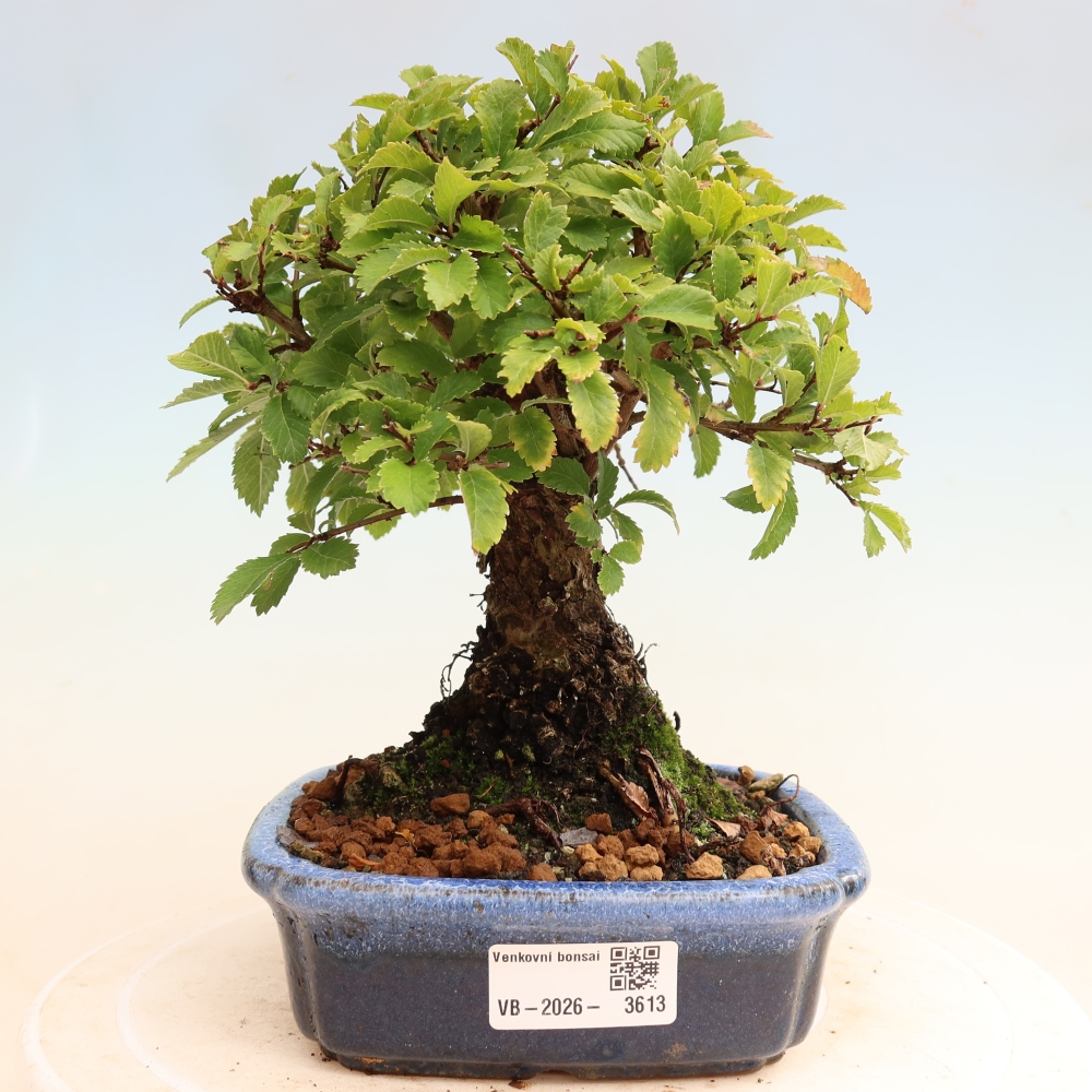 Venkovní bonsai - Zelkova - Zelkova NIRE