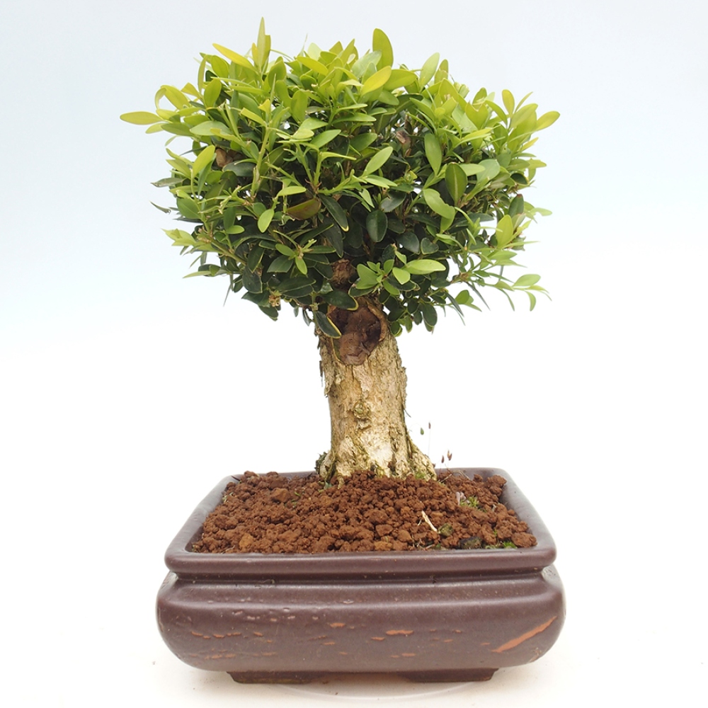 Venkovní bonsai - Buxus sempervirens - zimostráz
