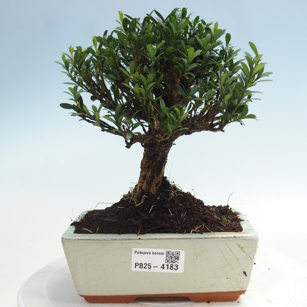 Pokojová bonsai - Buxus harlandii -korkový buxus