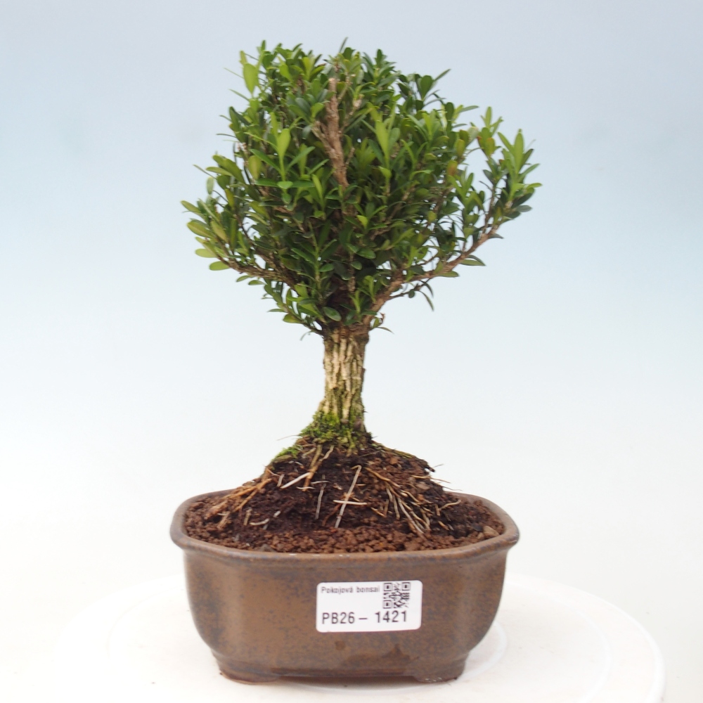 Pokojová bonsai - Buxus harlandii -korkový buxus