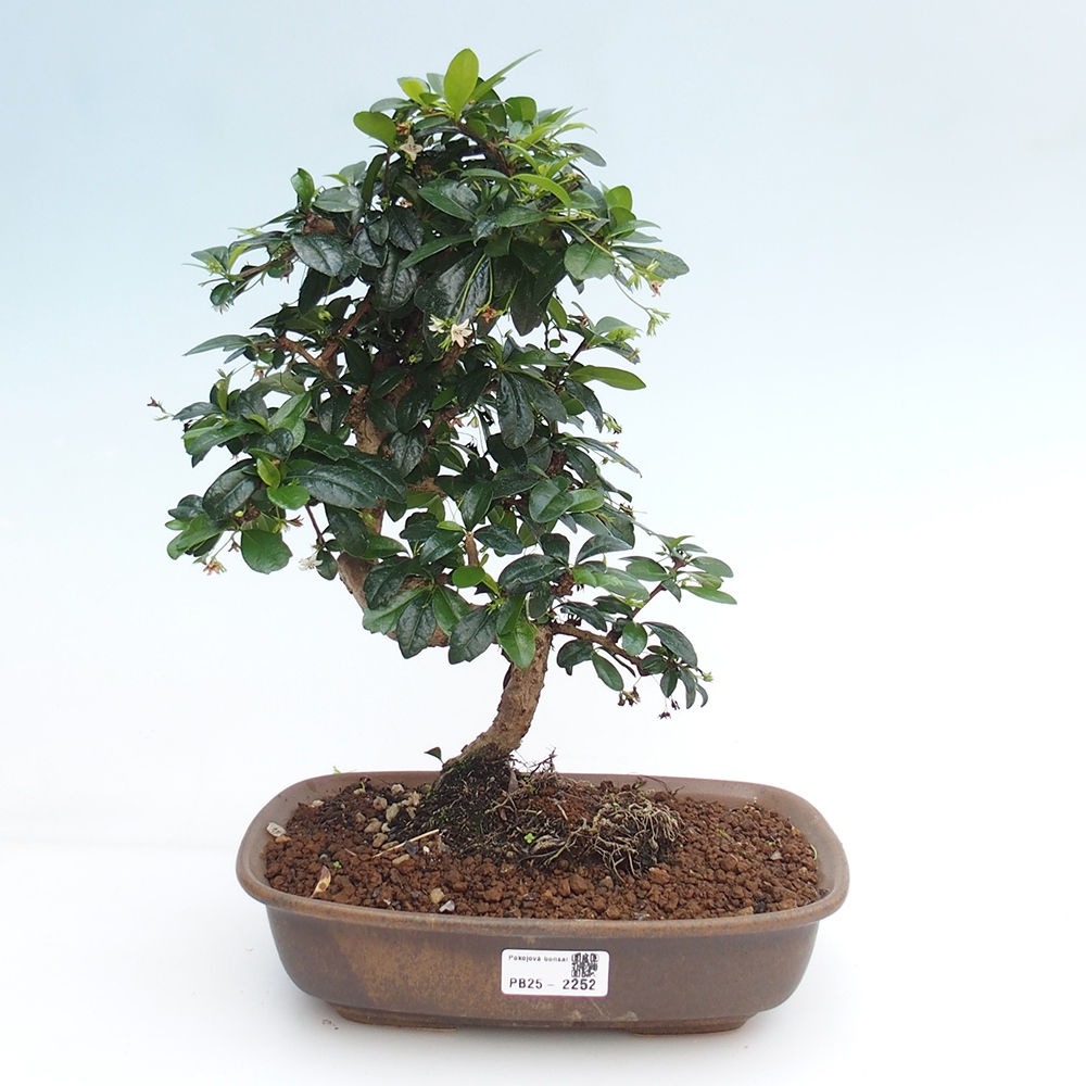 Pokojová bonsai - Carmona macrophylla - Čaj fuki
