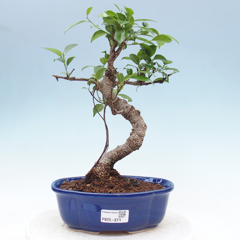 Pokojová bonsai - Ficus retusa -  malolistý fíkus