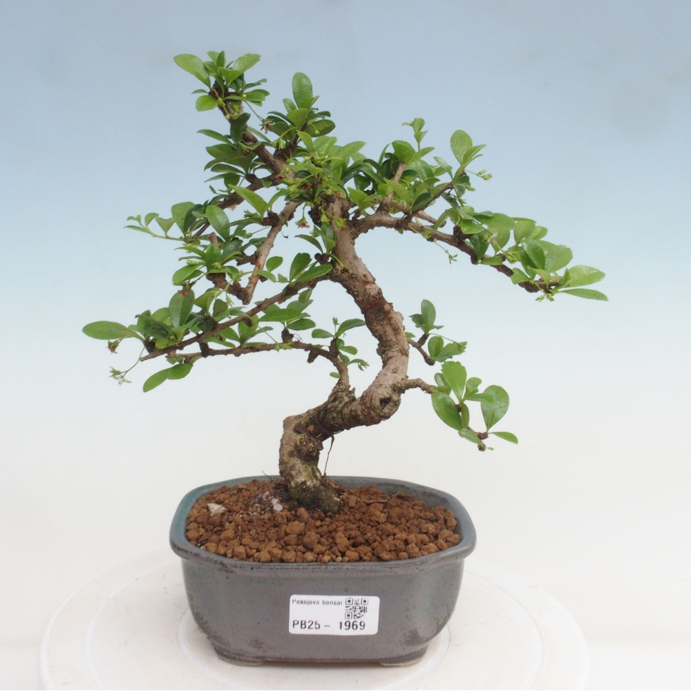 Pokojová bonsai - Carmona macrophylla - Čaj fuki