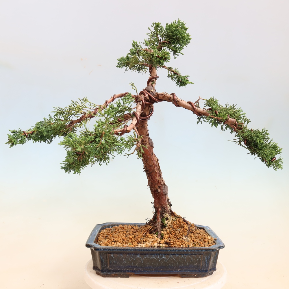Venkovní bonsai - Juniperus chinensis Kishu -Jalovec čínský